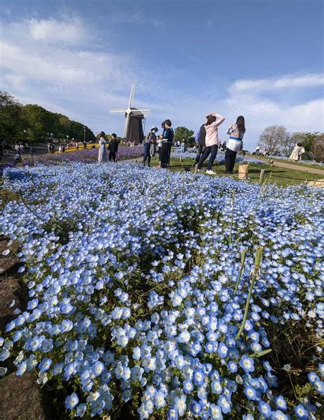 【花スケッチ Gw特別編】花咲く場所に誘われ Gwおすすめの関西名所探訪 産経ニュース