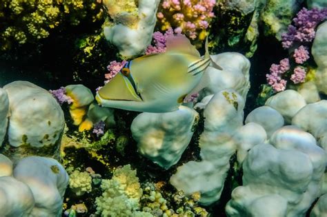 Peixe Picote De Picasso Perto Dos Corais No Mar Vermelho Egito Foto