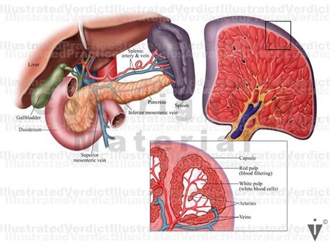 Stock Spleen Normal Anatomy — Illustrated Verdict