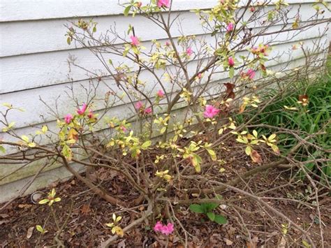 Azalea Problem Plant Diseases Annual Plants Azaleas