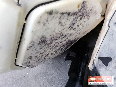 Car Mold Professional Car Mold Removal Services