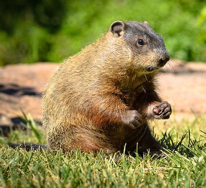 Mythology and Folklore UN-Textbook: Story of the Day: How the Groundhog ...