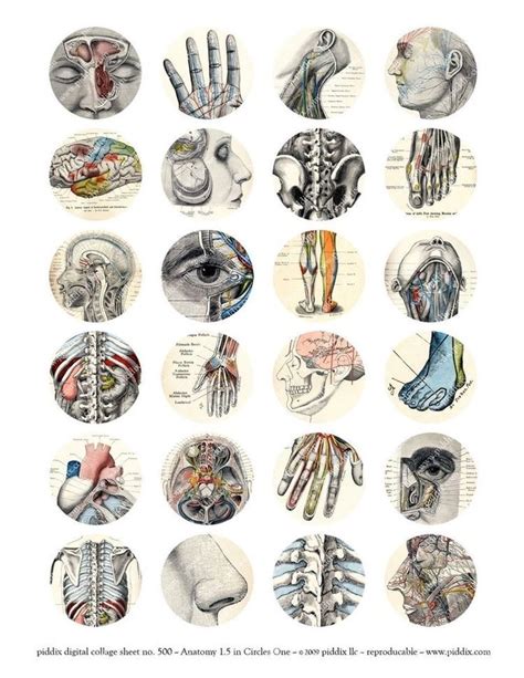 Pin Di Saravy Wara Su Pegatinas Imprimibles Arte Anatomica