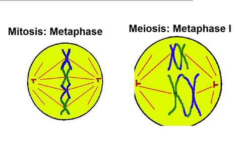 [Solved] 19. Draw a diagram of a cell in Metaphase of Mitosis and a ...