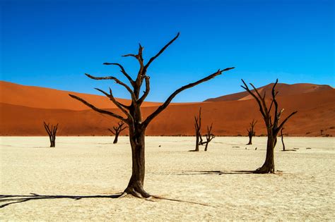 Namibia Namib Dead Vlei Foto And Bild Africa Southern Africa Namibia Bilder Auf Fotocommunity