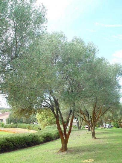 Free picture: olive, trees