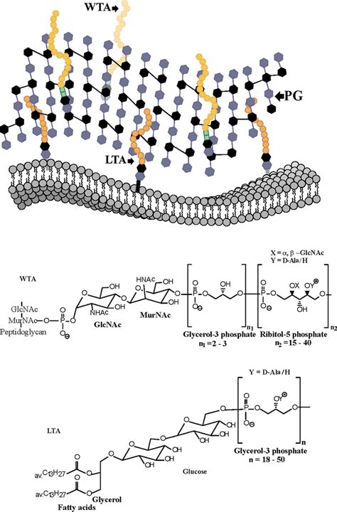 A Schematic View Of The Cell Surface Of S Aureus Highlighted Are The