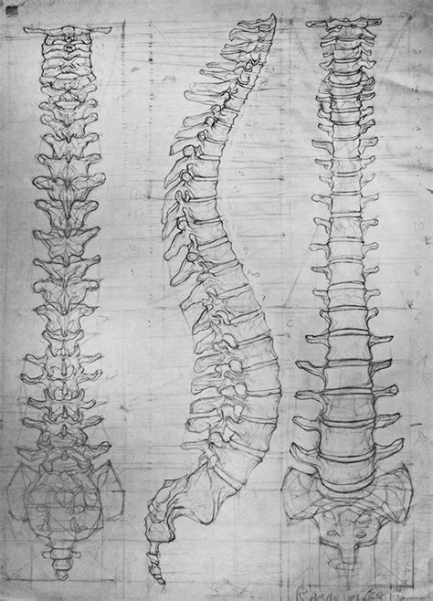 Anatomy human skeleton – Artofit