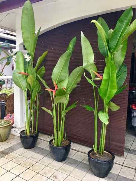 Nome Da Planta Que Parece Bananeira - 12 plantas internas que parecem uma bananeira | Goodgardenthing
