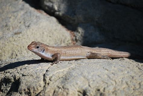 Lézard Scinque Photo gratuite sur Pixabay Pixabay