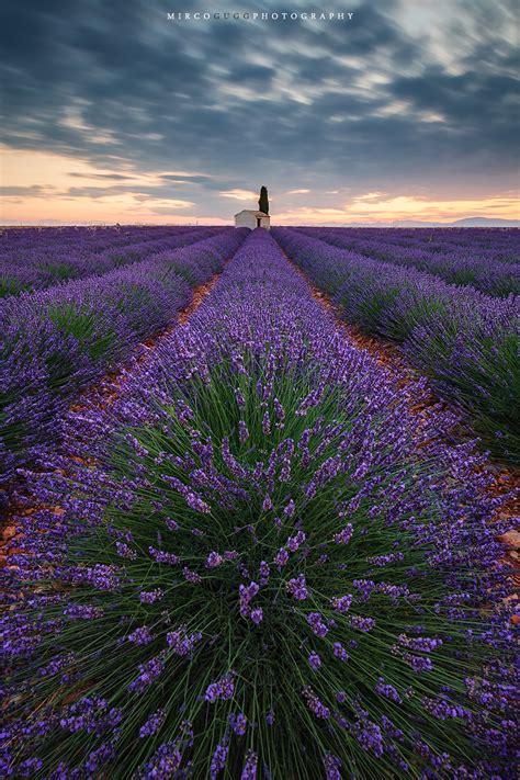 Lavender Fields Valensole, France