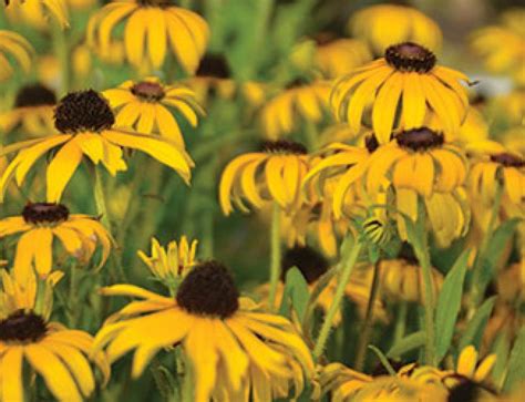 Black Walnut Trees Juglone Tolerant Plants