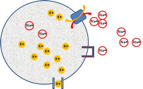 Membrane Potentials