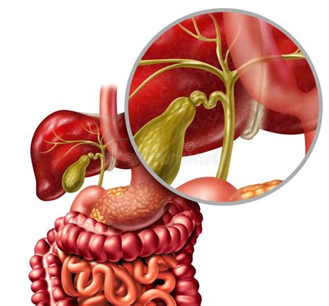 Bile Stock Vector Illustration Of Ducts Digestion Cystic