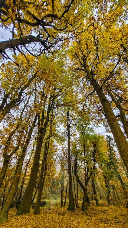 Yellow And Green Trees · Free Stock Photo