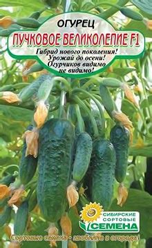 Как выращивать пучковые огурцы: посадка и уход, сорта для открытого ...
