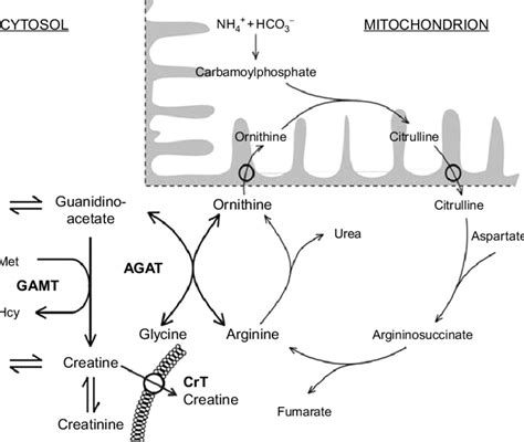 1. The metabolic pathway of creatine/phosphocreatine. AdoHcy ...