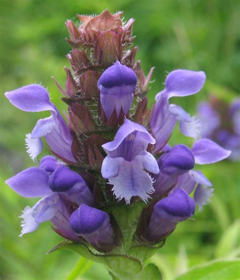 Prunella Vulgaris Common Selfheal Heal All Go Botany