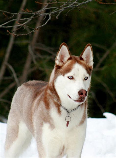 Balto the Siberian Husky | Dogs | Daily Puppy