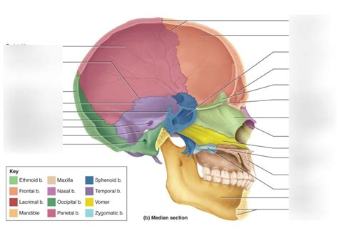 zygomatic process Diagram | Quizlet