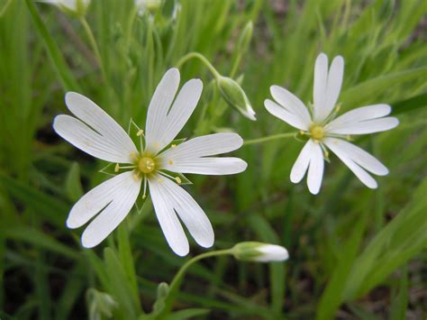 Berikut Bukan Termasuk Pengelompokan Flora Di Indonesia Adalah 11