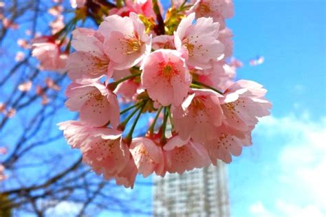 Seoul Cherry Blossom Festival 2024 - Anita Cortney