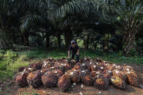 Kemenperin Sebut Keuntungan Hilirisasi Industri Kelapa Sawit