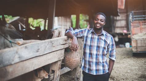 African Farmer Man Standing In The Cows Farmagriculture Or Cultivation