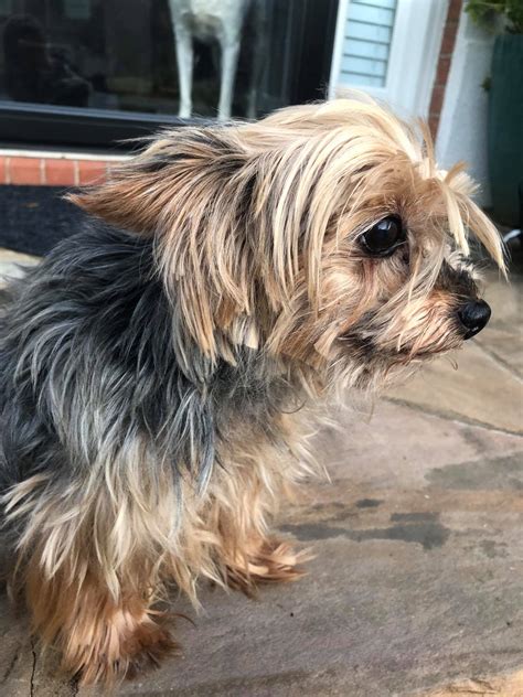 A dog's rescue story can inspire a whole community to adopt pets