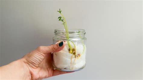 Planta de la lenteja cuándo y cómo cultivar la Lens culinaris para