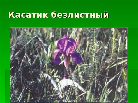Презентация Охрана растений в Курской области