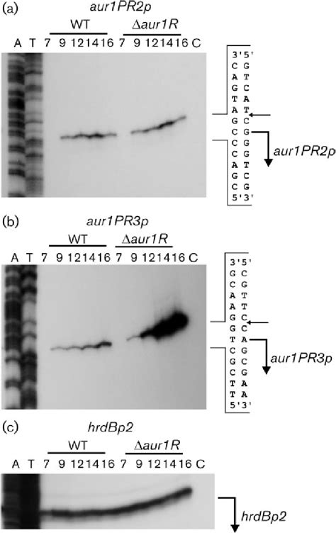 A B High Resolution S1 Nuclease Mapping Of The Tsp For The Aur1pr2p Download Scientific