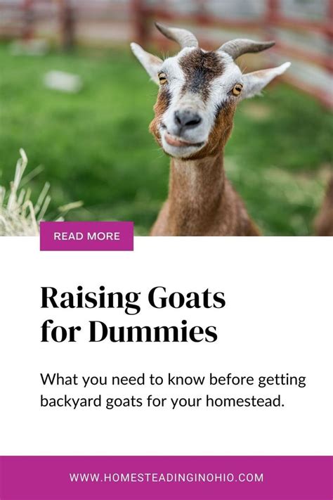 Raising Goats What You Need To Know Before Getting Goats Artofit