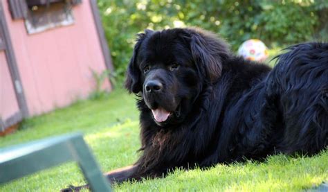 10 Things Everyone Should Know About Newfoundland Dog