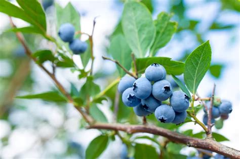 Blueberry Bushes for Sale - Buying & Growing Guide - Trees.com