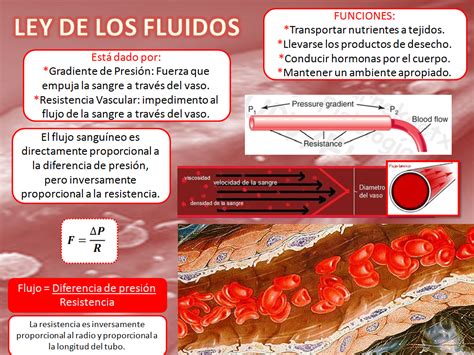 Blog De Fisiolog A Uas De Gisselle Gpe Camarillo Ramos Ley De Los