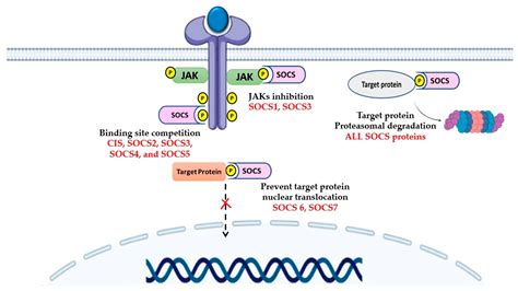 Cancers Free Full Text The Emerging Role Of Suppressors Of Cytokine