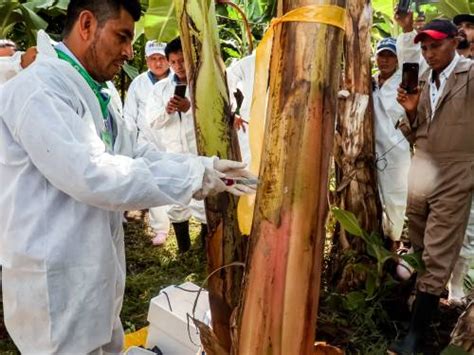 CONVOCA AGRICULTURA AL PREMIO NACIONAL DE SANIDAD VEGETAL 2022