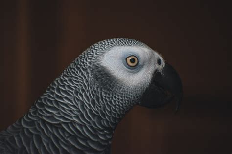 Why do parrots talk? | BirdChirps