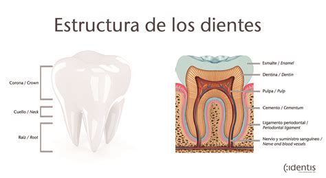 Estructura De Los Dientes Clinicadentalidentis Odontologiavalencia