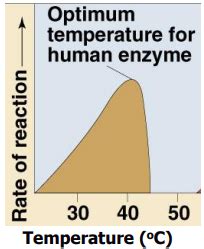 Enzyme Kinetics Flashcards Quizlet