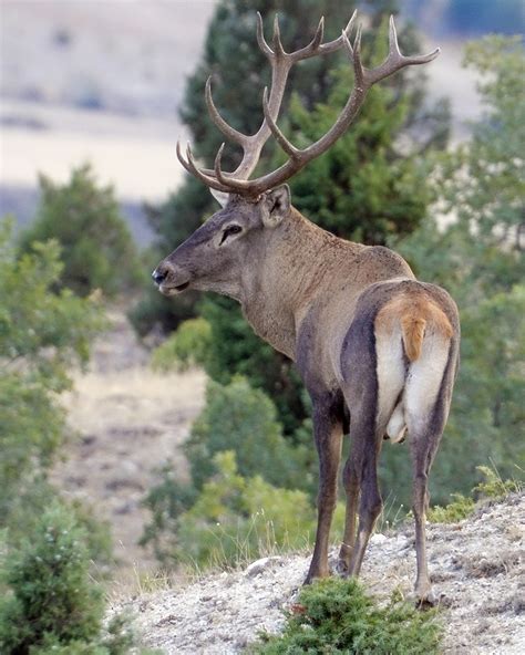 Caspian Red Deer From Beypazarı Ankara Türkiye On September 22 2021