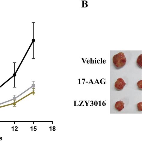 The Tumor Growth Curve Of The Mda Mb Xenograft In Nude Mice A