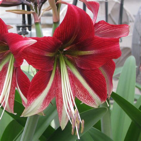 Wine Red And Green Star Amaryllis Bulbs For Sale Ruby Star Easy To