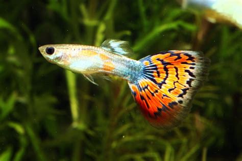 孔雀魚新手入門：12個孔雀魚飼養技巧大公開（新手必讀） 水族筆記