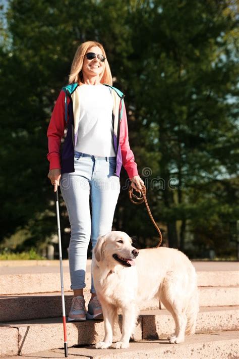 Perro Gu A Que Ayuda A La Persona Ciega Con Caminar Largo Del Bast N