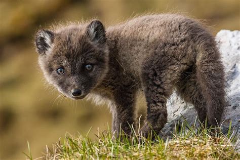 Baby Arctic Fox Tundra