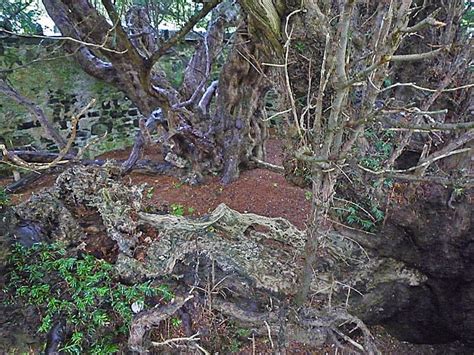 Fortingall - Scotland's Yew Tree Heritage Initiative