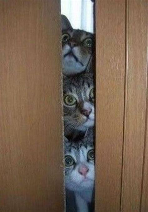 Nosey Cats – 1Funny.com