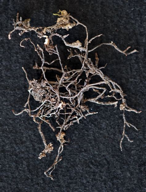 oak quercus spp armillaria root rot pacific northwest pest